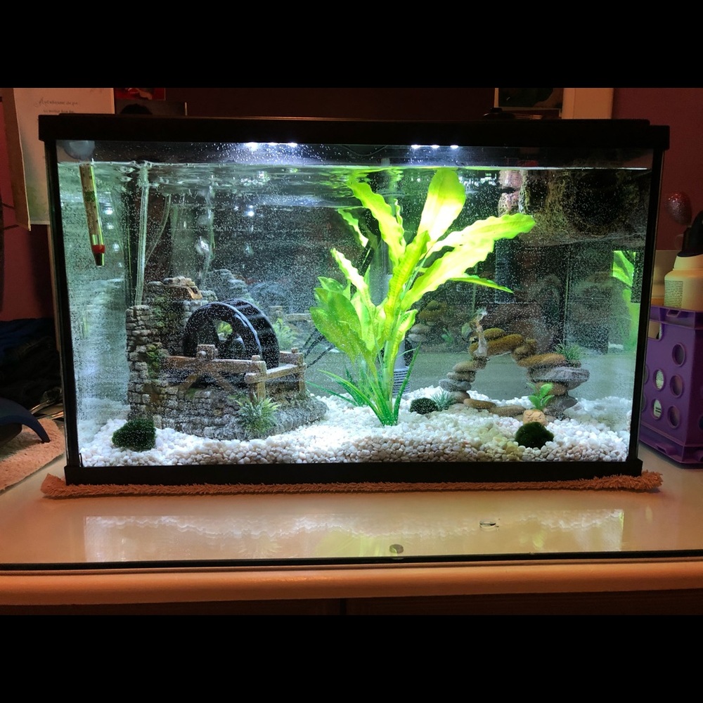 Top Fin 10 gallon fish tank